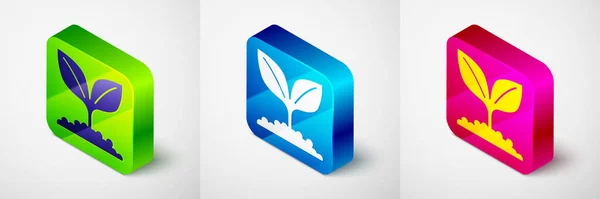 Icono Planta Isométrica Aislado Sobre Fondo Gris Semillas Plántulas Firma — Vector de stock