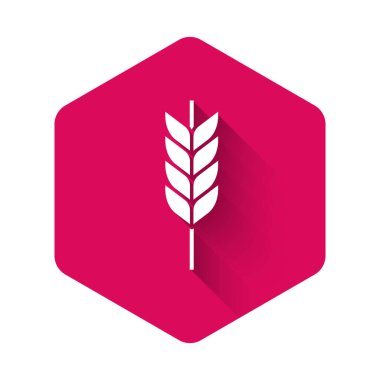 Pirinç, buğday, mısır, yulaf, çavdar ve uzun gölgeli arpa ikonu ile hazırlanmış beyaz tahıllar. Buğday ekmeği sembolleri. Pembe altıgen düğmesi. Vektör