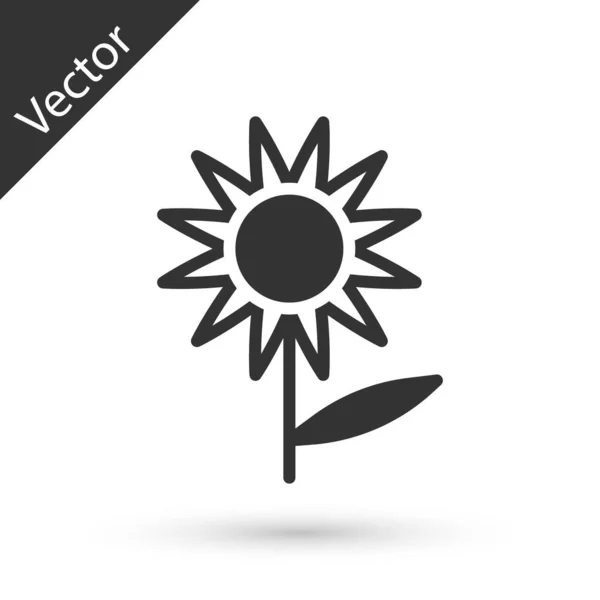 Icono de girasol gris aislado sobre fondo blanco. Vector — Vector de stock