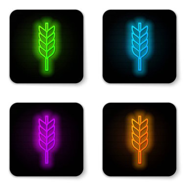 Pilav, buğday, mısır, yulaf, çavdar ve beyaz arka planda izole edilmiş arpa ikonu içeren parlak neon çizgileri. Buğday ekmeği sembolleri. Siyah kare düğme. Vektör