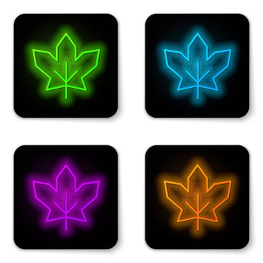 Glowing neon line Canadian maple leaf icon isolated on white background. Canada symbol maple leaf. Black square button. Vector.