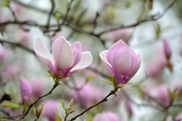 Magnolia — Stock Photo, Image