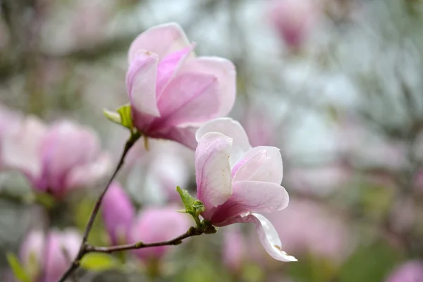 Magnolia — Stock Photo, Image