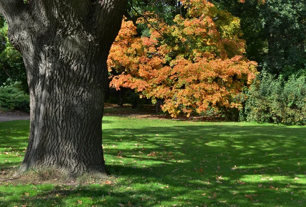 Gramado em um jardim botânico — Fotografia de Stock