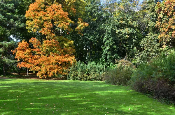 Rasen in einem botanischen Garten — Stockfoto
