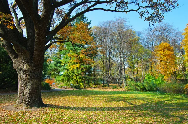 Lawn in a botanical garden — Stock Photo, Image