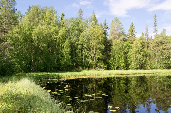 Small lake among woods — Stock Photo, Image