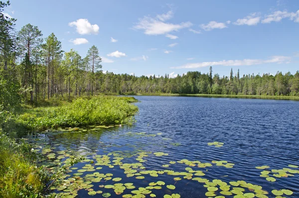 On islands of the White sea — Stock Photo, Image