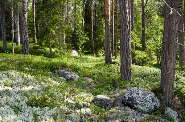 Північна деревини — стокове фото