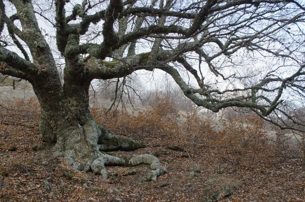 Beechen ξύλο στα βουνά της Κριμαίας — Φωτογραφία Αρχείου