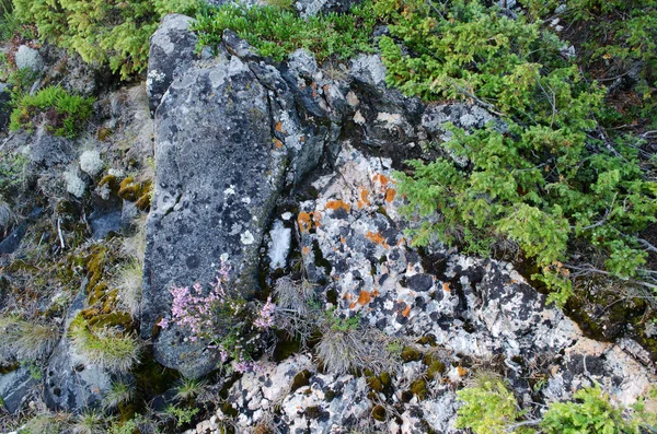 Mosses and stones — Stock Photo, Image