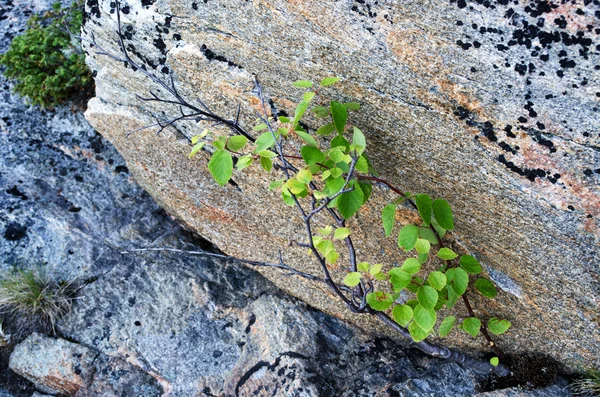 Musgos e pedras — Fotografia de Stock