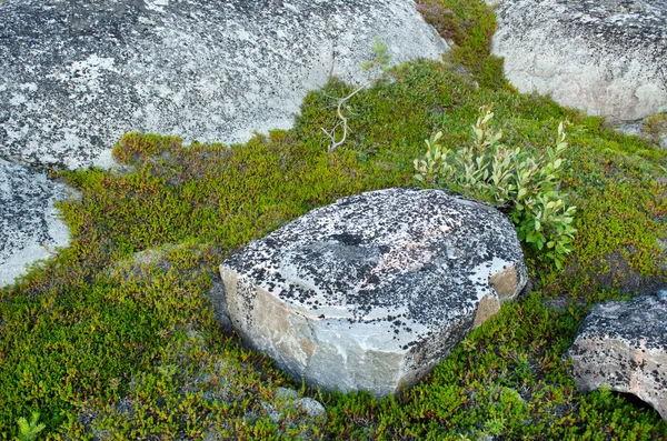 Mosses and stones — Stock Photo, Image