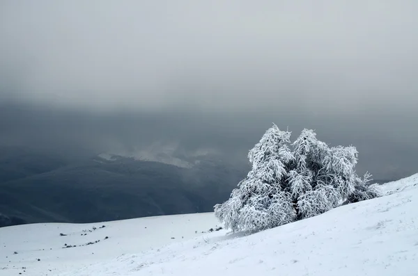 Bois recouvert de neige en Crimée (Ukraine) ) — Photo