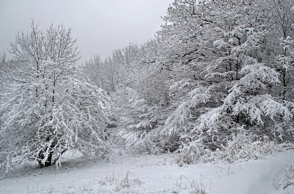 La madera cubierta de nieve en la Crimea (Ucrania ) — Foto de Stock