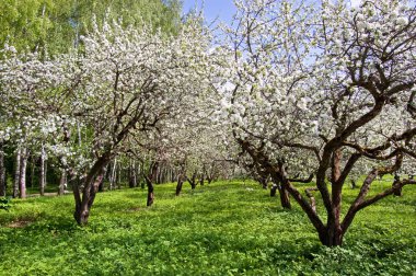 Bahçe çiçek açması elma ağacı
