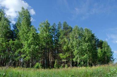 Yaz aylarında ormanın saçak
