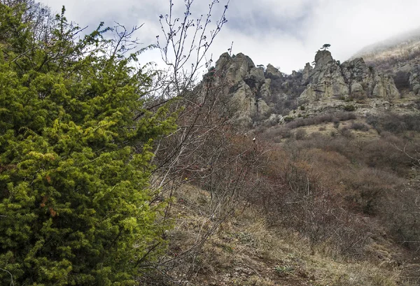 Fjelltopper Overgrodd Med Barskog – stockfoto