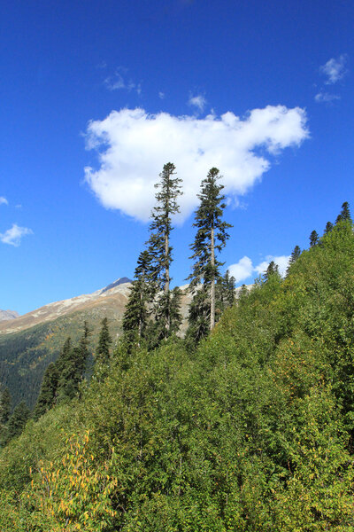 Two lonely pines on a hillside.