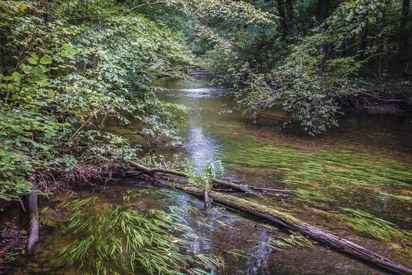 Río Wel Bosque Piekielko Reserva Natural Situado Zona Welski Landscape — Foto de Stock