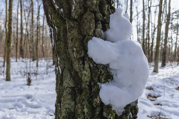 Śmieszny Bałwan Drzewie Kampinoskiego Parku Narodowego Województwie Mazowieckim — Zdjęcie stockowe