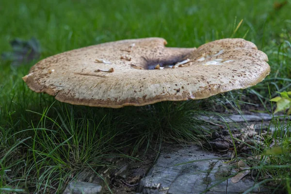 Κοντινό Πλάνο Στη Σέλα Του Dryad Cerioporus Squamosus Στη Βαρσοβία — Φωτογραφία Αρχείου