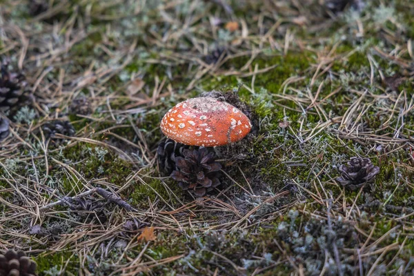 Mouche Amarita Champignon Dans Forêt Pologne — Photo