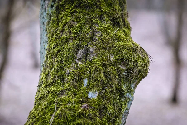 Bliżej Mech Pniu Drzewa — Zdjęcie stockowe