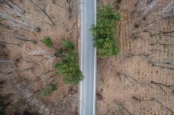 波兰华沙Bialoleka边境地区森林综合体中空旷道路的无人机照片 — 图库照片