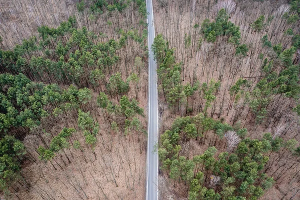 Road Tress Forest Complex Bialoleka Border District Warsaw Poland — Stock Photo, Image