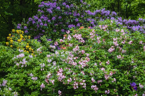 Voorjaar Uitzicht Rhododendron Bloemen Tuin — Stockfoto