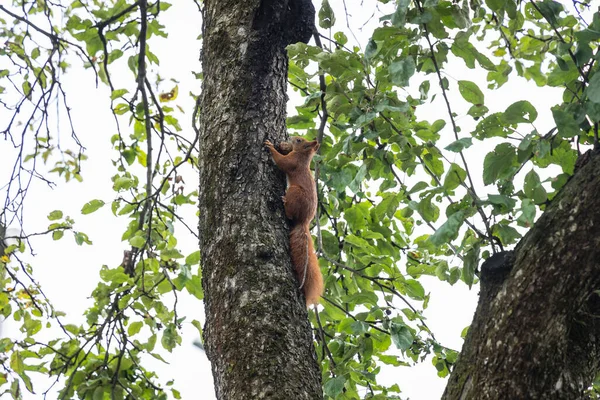 Squirrel Climbs Tree Warsaw Capital Poland — Stock Photo, Image