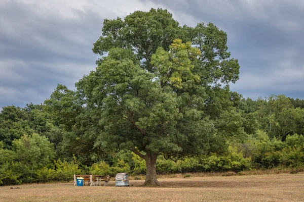 Baum Gebiet Von Beglik Tash Antike Thrakische Überreste Eines Felsenheiligtums — Stockfoto