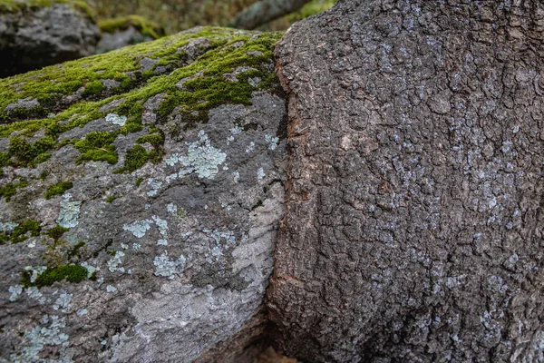 Κορμός Του Δέντρου Και Ένας Βράχος Ενώθηκαν Στο Μπεγλίκ Τας — Φωτογραφία Αρχείου