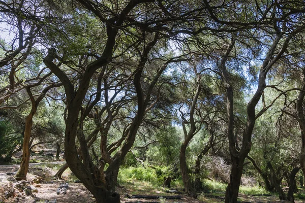 ギリシャのコルフ島の真ん中にあるオリーブの木の溝 — ストック写真