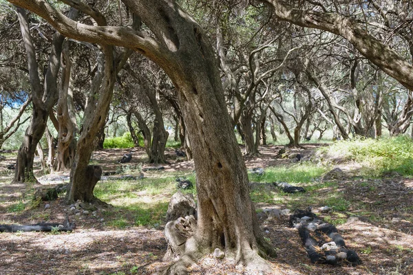 Rainure Oliviers Dans Partie Centrale Île Corfou Grèce — Photo