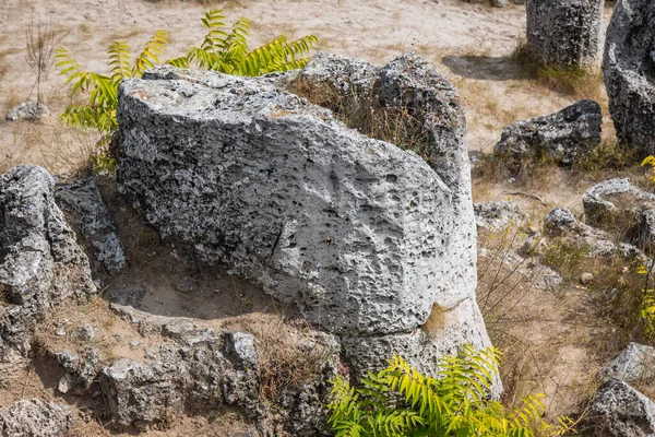 Zblízka Skále Pobiti Kamani Přírodní Jev Zvaný Kamenný Les Bulharsko — Stock fotografie