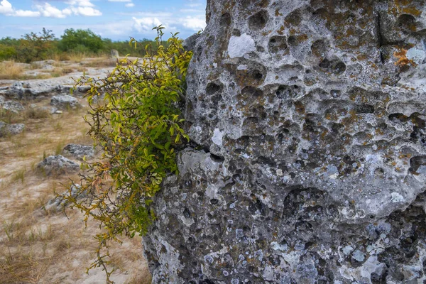 Gros Plan Sur Rocher Pobiti Kamani Phénomène Naturel Appelé Stone — Photo