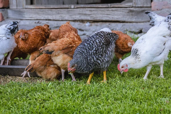 Hens Farm Free Range Chickens Mazowsze Region Poland — Stock Photo, Image