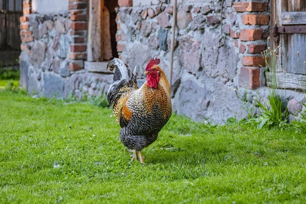 Polonya Bir Tavuk Çiftliğinde Tek Horoz — Stok fotoğraf