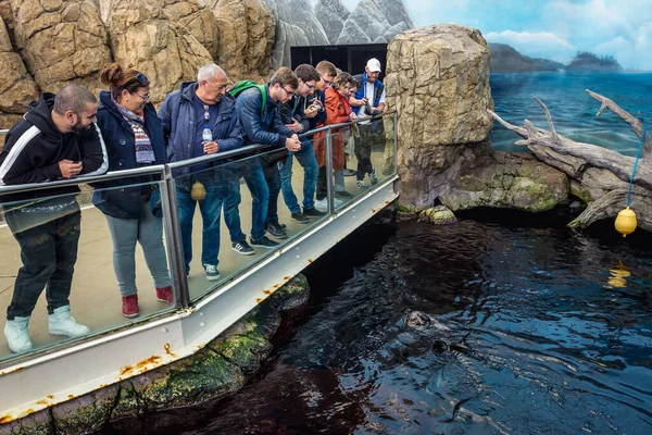 Lisbon Portugal November 2018 Tourists Looks Sea Otter Lisbon Oceanarium — Stock Photo, Image