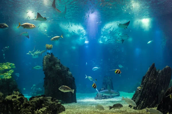 Lissabon Portugal November 2018 Vissen Grootste Aquarium Lissabon Oceanarium Lissabon — Stockfoto