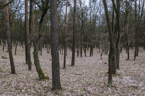 Pins Dans Forêt Bialoleka Dworska Dans District Bialoleka Varsovie Capitale — Photo