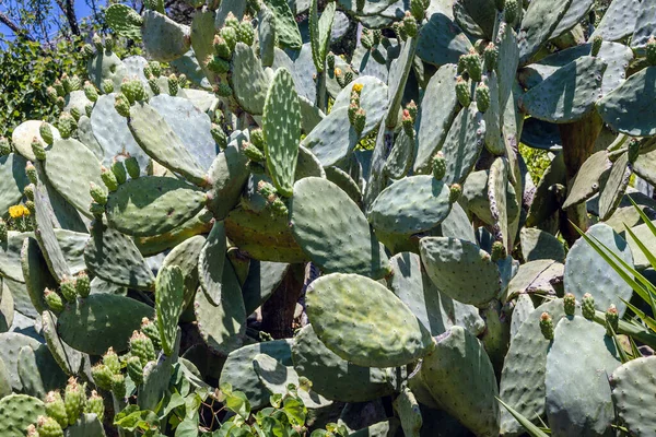 Opuntiai Növények Korfu Szigetén Görögországban — Stock Fotó