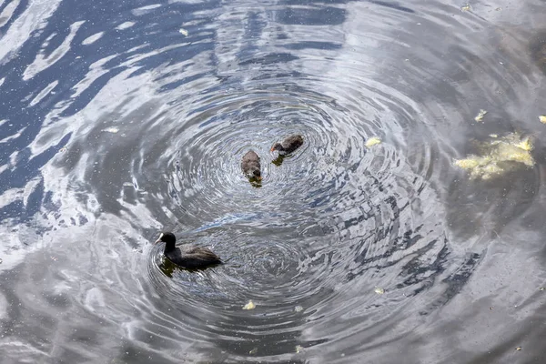 Les Foulques Eurasiennes Dans Parc Kepa Potocka Varsovie Pologne — Photo