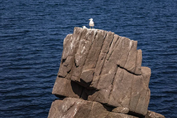 保加利亚索佐波尔黑海海岸岩石上的海鸥 — 图库照片
