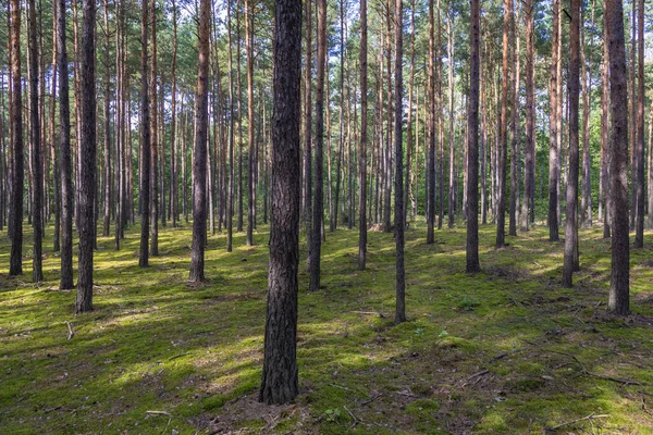 Сосновый Лес Городе Сулейовек Недалеко Варшавы Польша — стоковое фото
