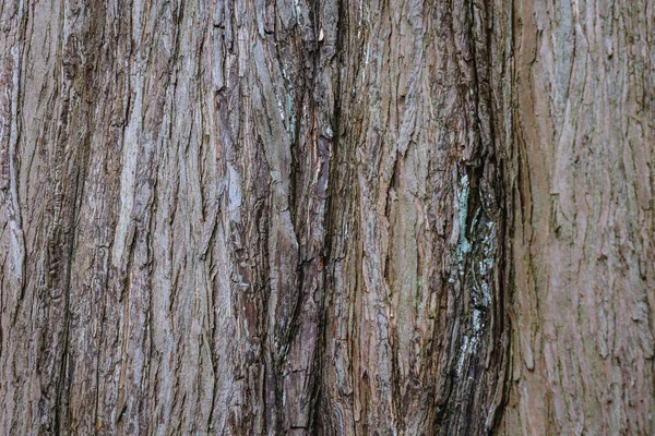 Λεπτομέρειες Για Metasequoia Glyptostroboides Κοινώς Γνωστό Dawn Redwood Tree — Φωτογραφία Αρχείου