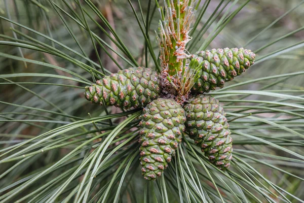 Nahaufnahme Auf Einem Zapfen Der Zirbe Schwarzkiefer — Stockfoto