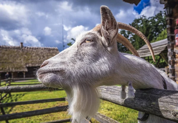 Portrait Goat Enclosure Warmia Mazury Region Poland —  Fotos de Stock